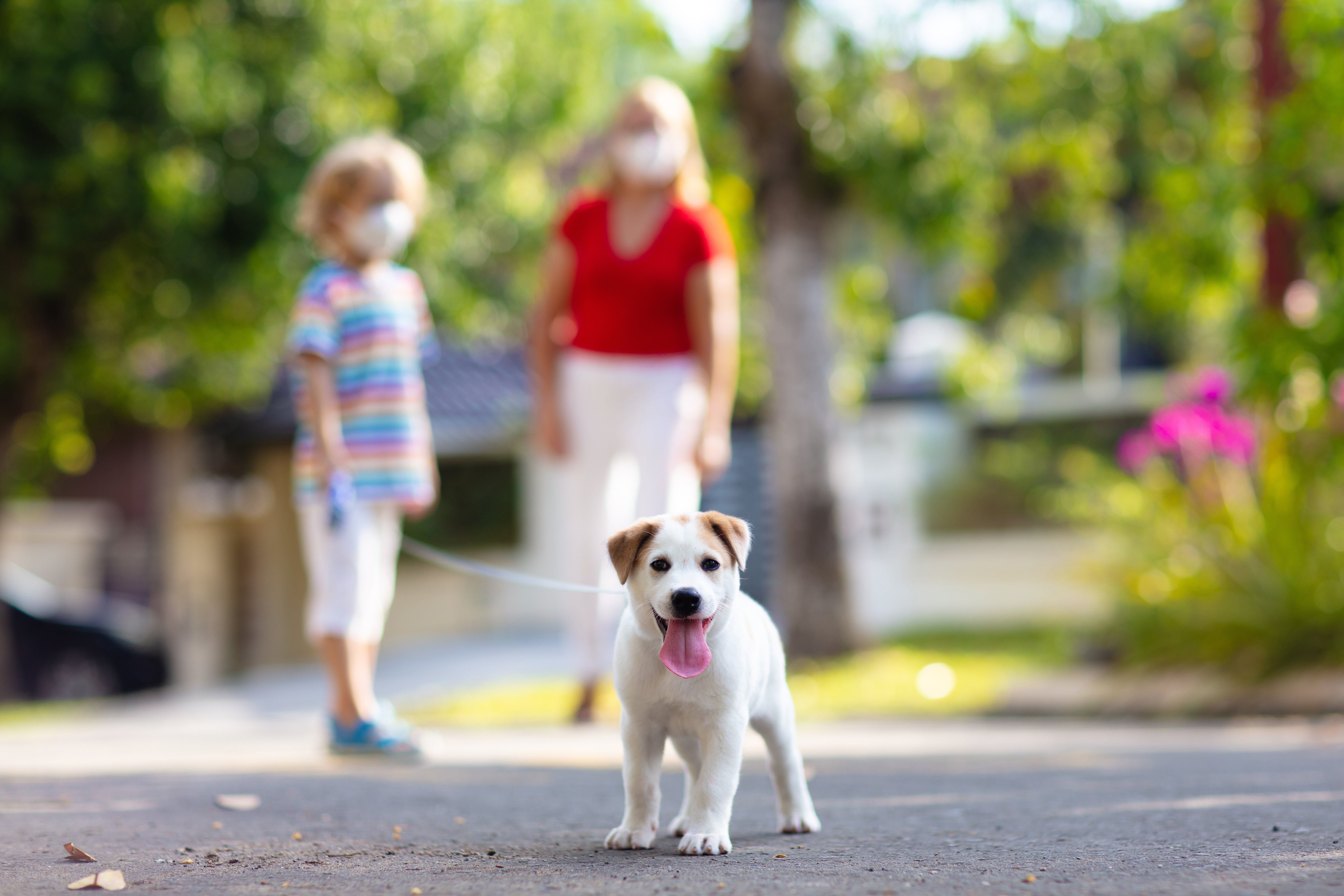 Puppy Promenade Small Dog.jpg